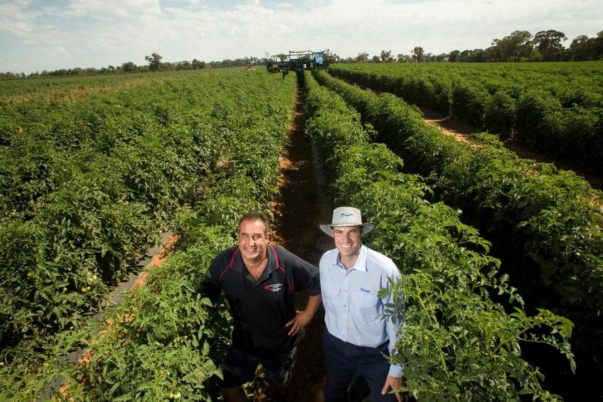 Two men in a flood protected crop field